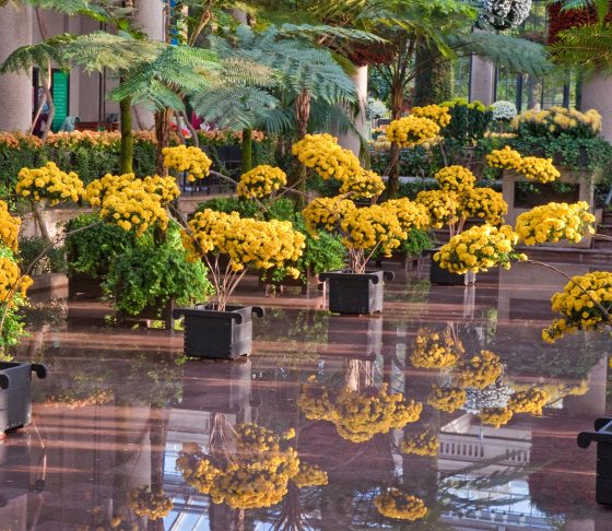 yellow trained mums with green ferns behind